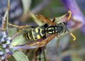 Polistes semenowi